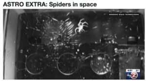 Image of Astro Extra: Spiders in Space